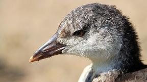 Wallpaper Blässhuhnküken