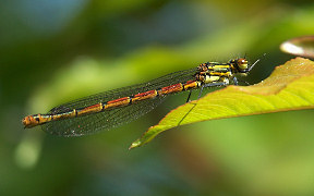 Wallpaper Frühe Adonislibelle Troisdorf