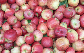 Wallpaper Äpfel apples