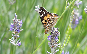 Wallpaper Photo Schmetterling Distelfalter