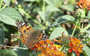 Wallpaper Photo Schmetterling Distelfalter Tunis, Berges du Lac, 26.5.2009