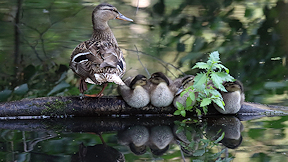 Wallpaper Familie Enten
