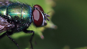 Wallpaper Fliege Auge Facetten Insekt