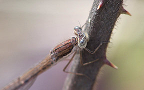 Wallpaper Gemeine Winterlibelle Sympecma fusca Troisdorf 18.3.2009