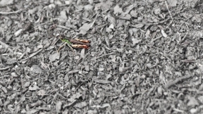 Wallpaper Gefleckte Keulenschrecke