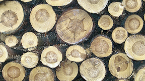 Wallpaper Holz Jahresringe