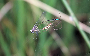 Wallpaper Große Pechlibelle (Ischnura elegans) Opfer einer Streckerspinne