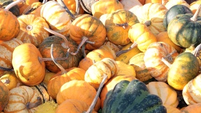 Wallpaper Krbisse pumpkins