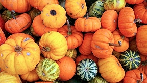 Wallpaper Krbisse pumpkins