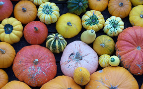 Wallpaper Krbisse pumpkins