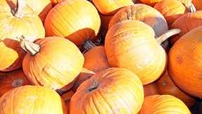 Wallpaper Krbisse pumpkins