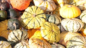 Wallpaper Krbisse pumpkins