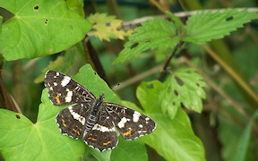 Wallpaper Photo Schmetterling Landk&uaml;rtchen Sommergeneration 