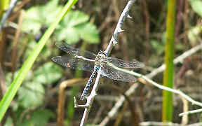 Wallpaper Libelle Herbstmosaikjungfer Wahner Heide