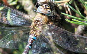 Herbst-Mosaikjungfer (Aeshna mixta), Troisdorf-Spich, Kodak Z740, 4.9.2007 Wallpaper Herbst-Mosaikjungfer Troisdorf