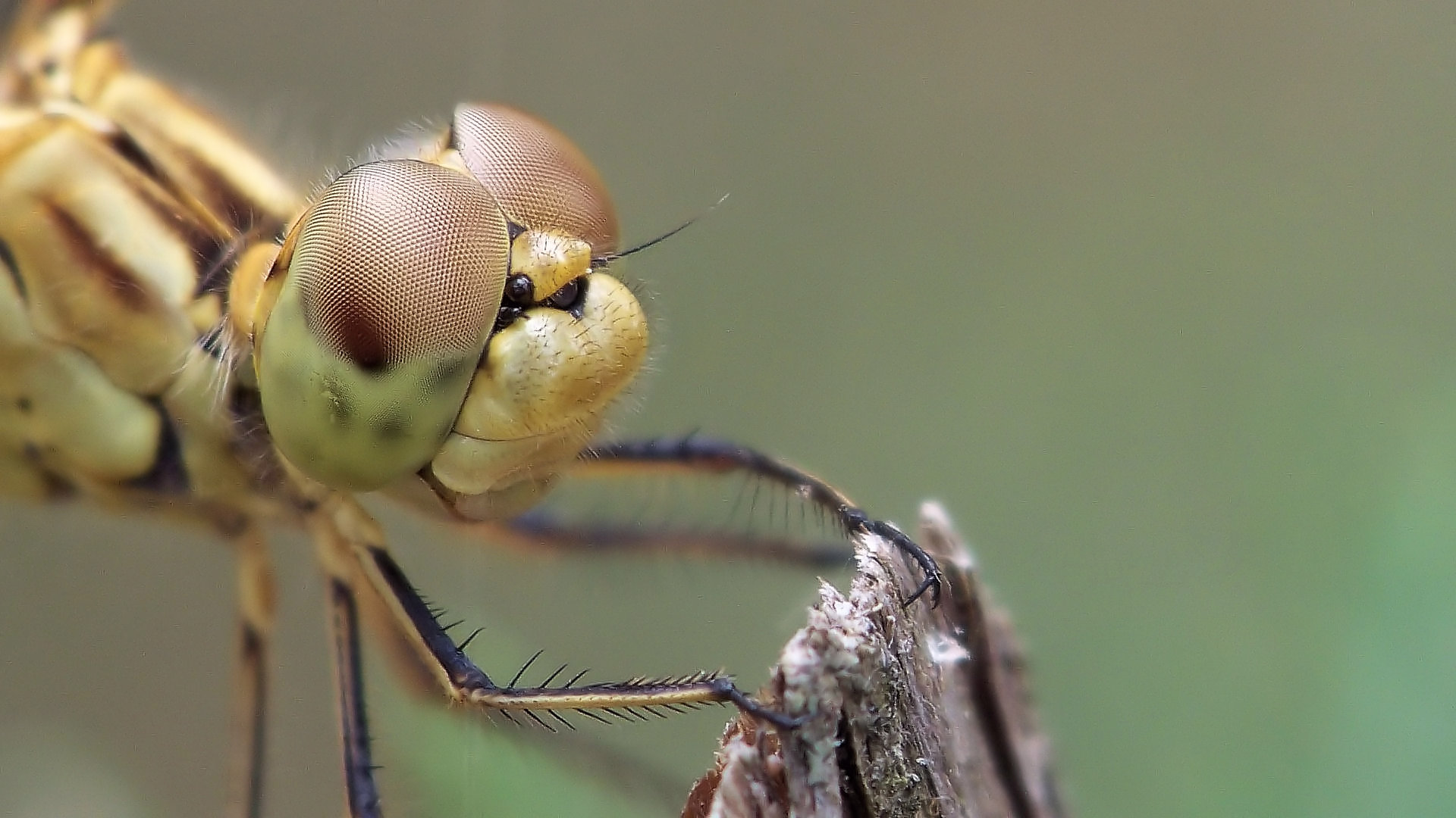 Sympetrum meridionale