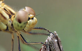 Wallpaper Sdliche Heidelibelle Cres