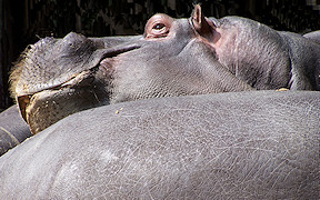 Wallpaper Nilpferde Zoo Köln 2009