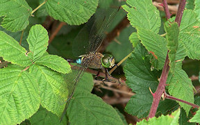 Wallpaper Kleine Knigslibelle (Anax parthenope), Troisdorf