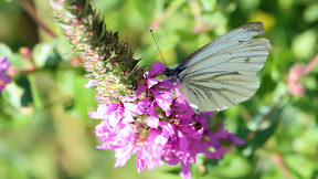 Wallpaper Schmetterling Rapsweissling