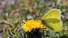 Wallpaper Schmetterling Zitronenfalter