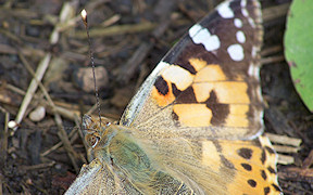 Wallpaper Photo Schmetterling Distelfalter Troisdorf 15.5.2009