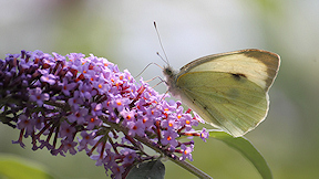 Wallpaper Photo Schmetterling