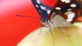 Wallpaper Schmetterling