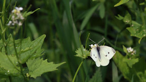Wallpaper Schmetterling