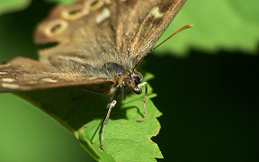 Wallpaper Schmetterling Waldbrettspiel