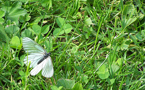 Wallpaper Schmetterling
