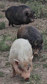 Wallpaper Schweine
