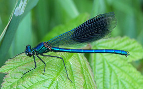 Wallpaper Gebänderte Prachtlibelle (Calopteryx splendens), Männchen, an der Agger