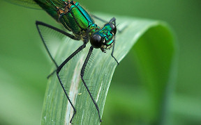 Wallpaper Gebänderte Prachtlibelle (Calopteryx splendens), Weibchen, an der Agger