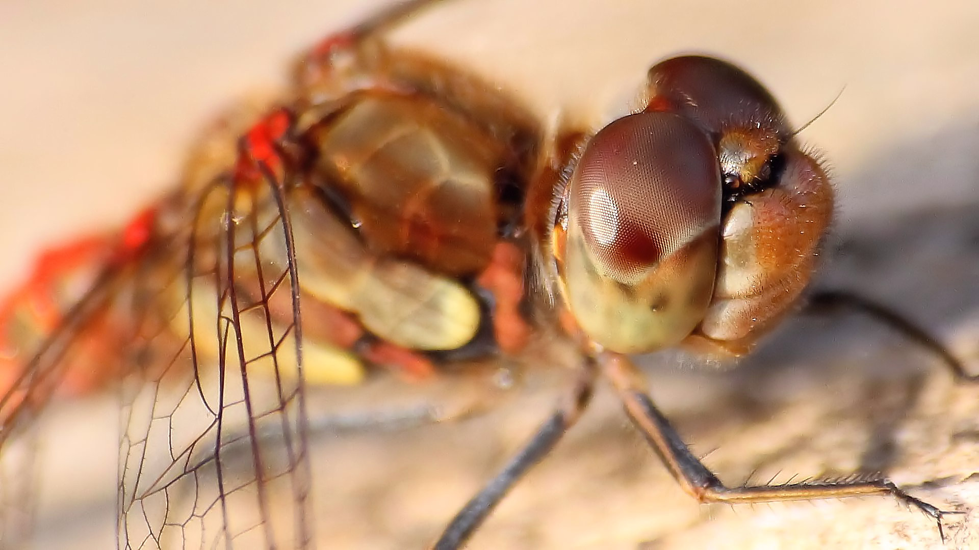 Sympetrum striolatum