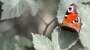 Wallpaper Schmetterling Tagpfauenauge