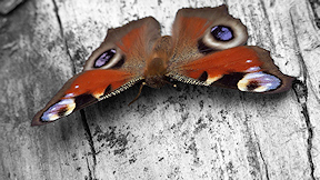 Wallpaper Schmetterling Tagpfauenauge