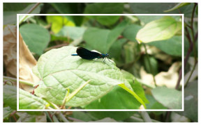 Wallpaper Blauflügel-Prachtlibelle (Calopteryx virgo), Männchenan der Agger