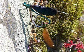 Wallpaper Blauflügel-Prachtlibelle (Calopteryx virgo), Weibchen, an der Agger