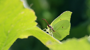 Wallpaper Schmetterling Zitronenfalter